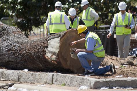 auburn tree poison radio|auburn tree killer poisoned.